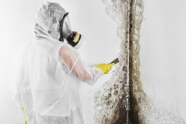 Best Crawl Space Mold Removal  in Lebanon South, PA