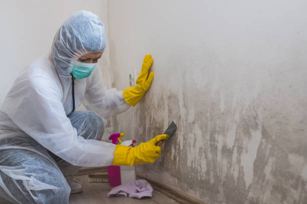 Best Certified Mold Removal  in Lebanon South, PA