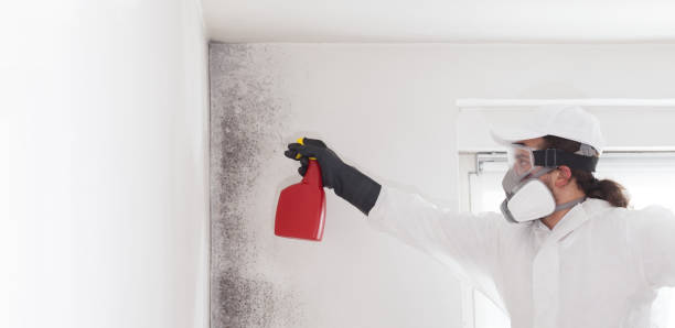 Best Mold Damage Repair  in Lebanon South, PA