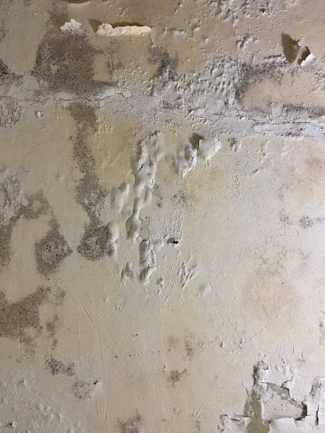 Best Mold Removal Company Near Me  in Lebanon South, PA