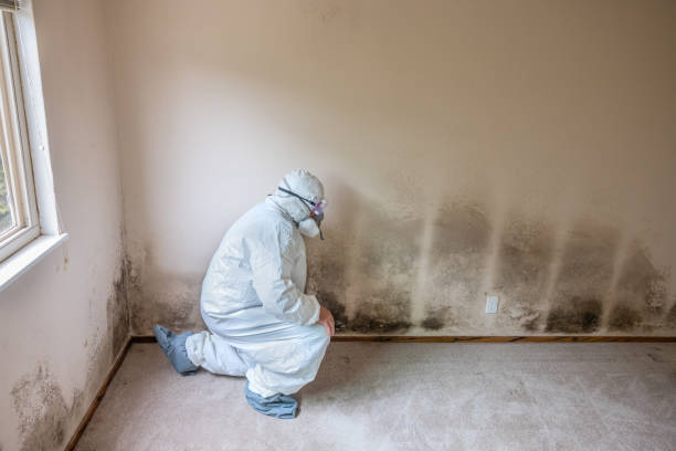 Trusted Lebanon South, PA Mold Removal Experts