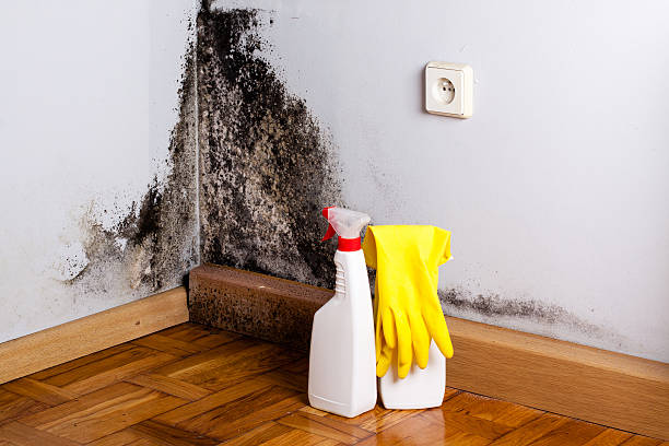Best Home Mold Removal  in Lebanon South, PA