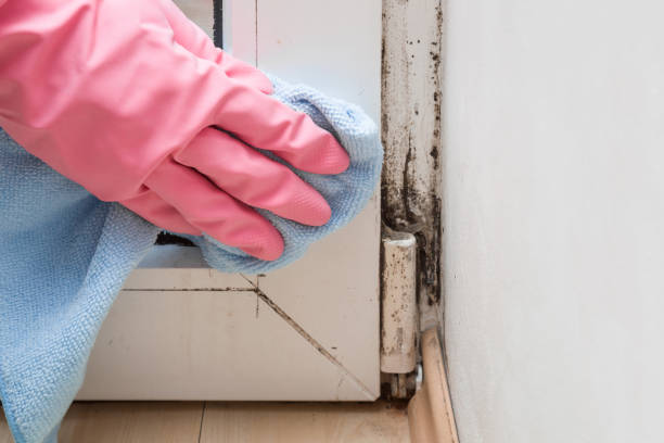 Best Mold Remediation  in Lebanon South, PA