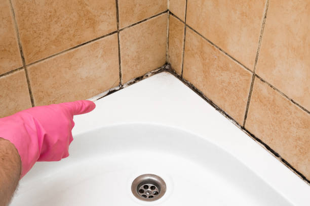Best Mold Removal Company Near Me  in Lebanon South, PA